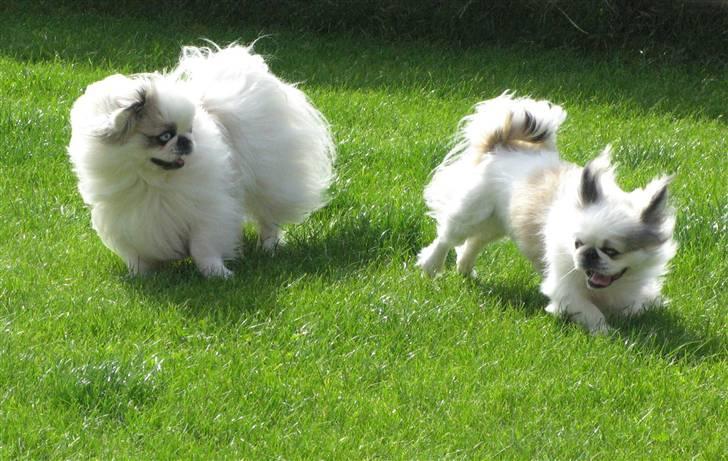 Pekingeser nala - Glade hunde. billede 13