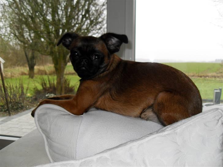 Griffon petit brabancon Sandie billede 8