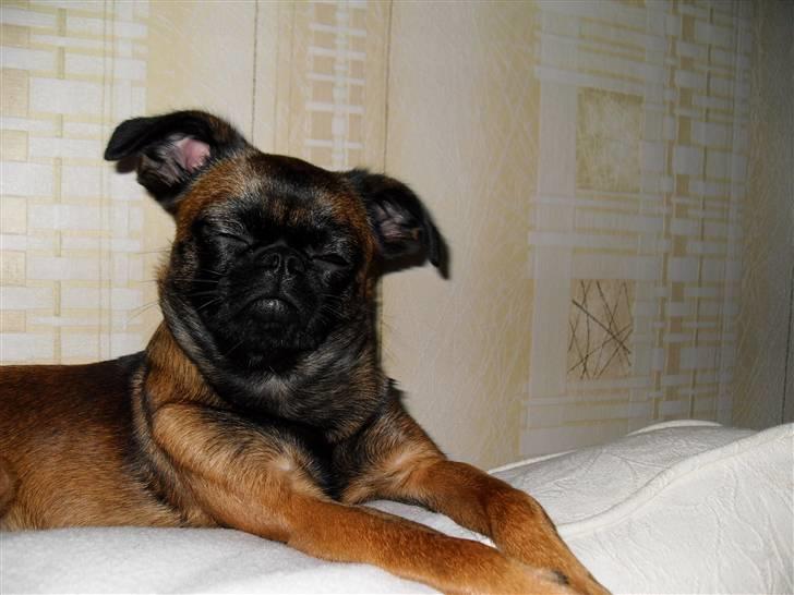 Griffon petit brabancon Sandie - ej nu ikke de billeder igen billede 9