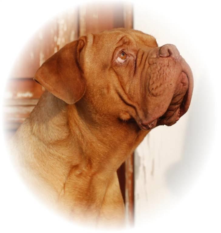 Dogue de bordeaux Násly R.I.P billede 1