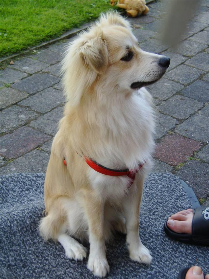 Blanding af racer Cody billede 8