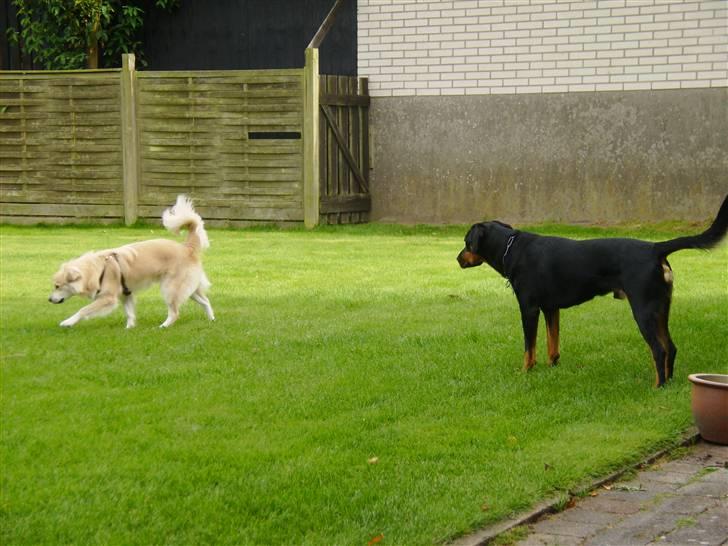 Blanding af racer Cody - Cody med hans gode ven Ricky..!:D billede 9