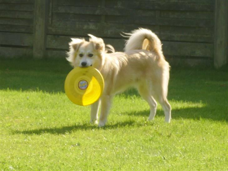 Blanding af racer Cody billede 10