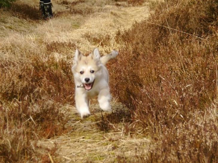 Blanding af racer Cody billede 11