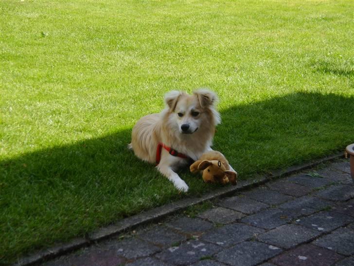 Blanding af racer Cody - Sammen med en god ven, der desværre gik bort et par dage efter dette billede blev taget..!:P billede 13