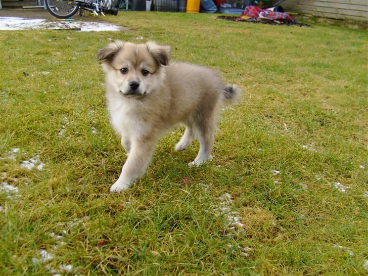 Blanding af racer Cody - Baby-Cody billede 14