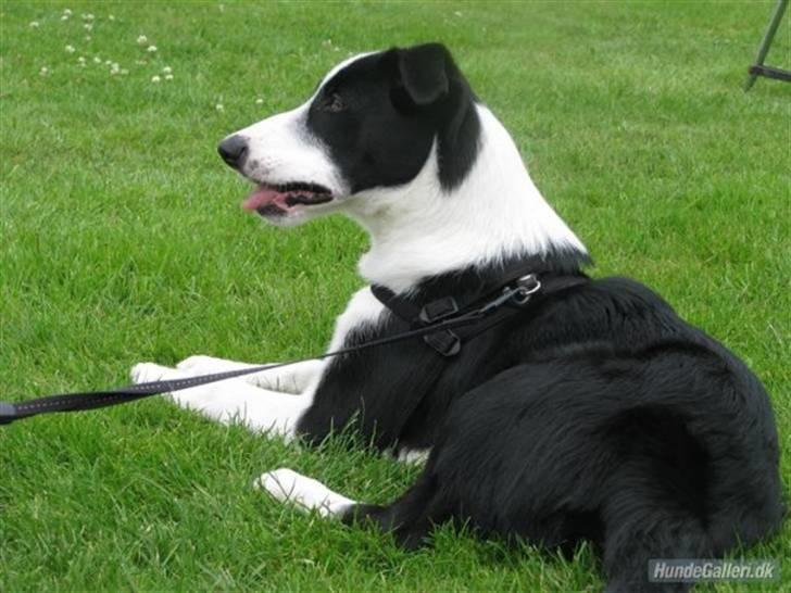 Border collie Rally billede 20