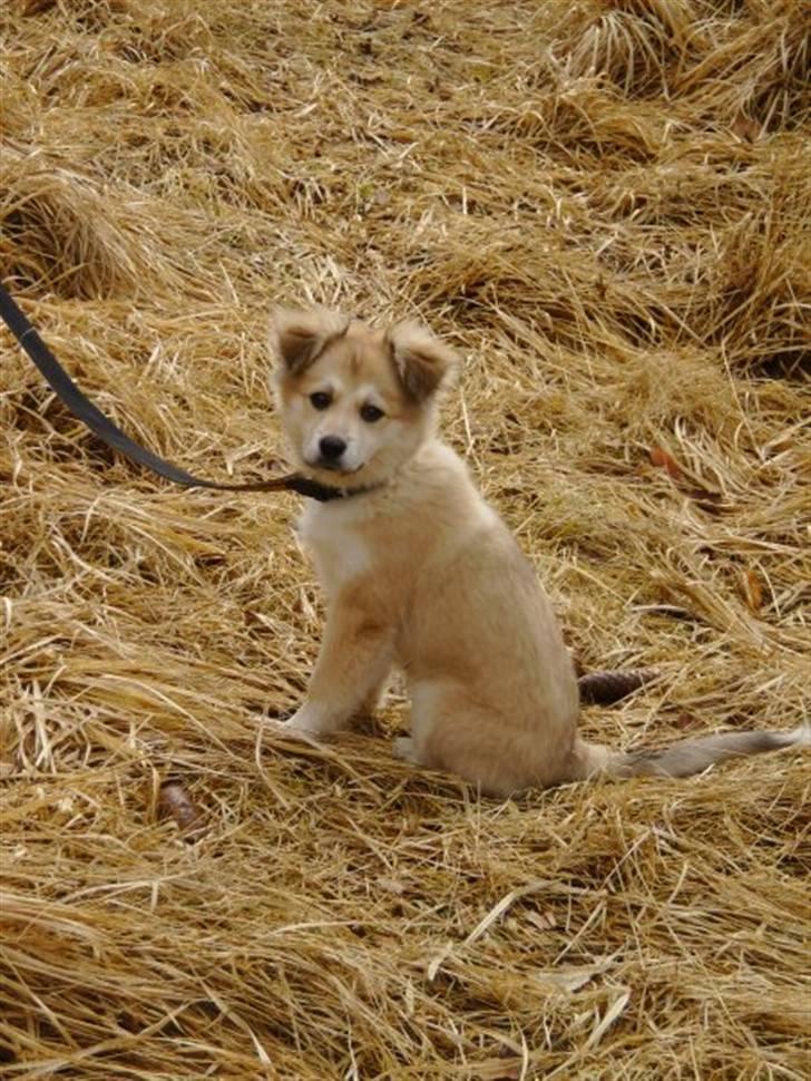 Blanding af racer Cody billede 15