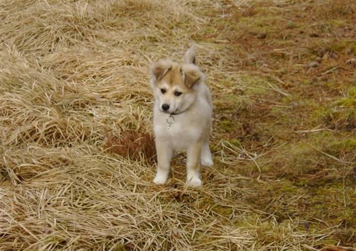 Blanding af racer Cody billede 16