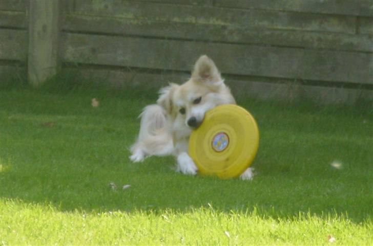 Blanding af racer Cody - Godt med plads til at strække ben på..! billede 17
