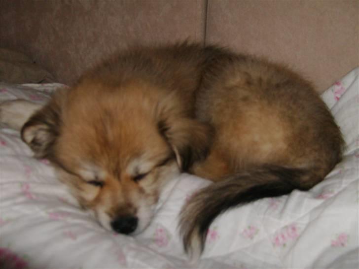 Blanding af racer Cody - Baby-Cody billede 18