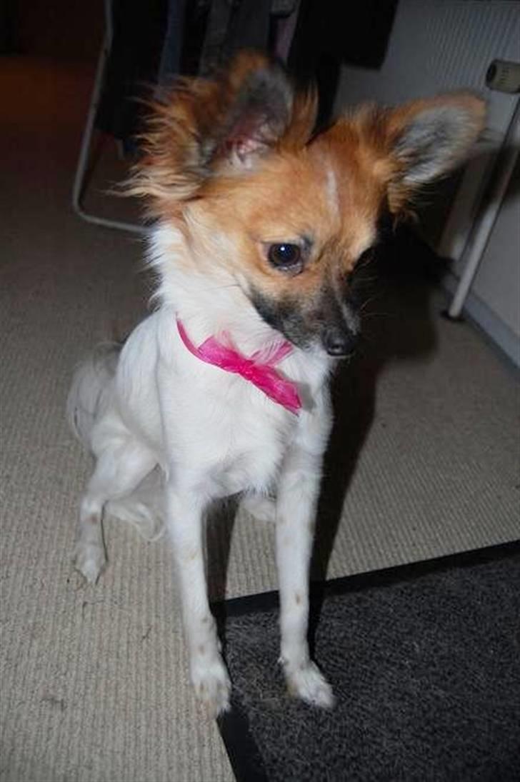 Blanding af racer ELLIOT - Elliot som til min fødselsdag skulle se fint ud :) billede 1