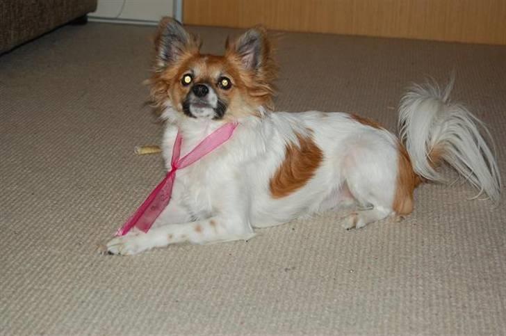 Blanding af racer ELLIOT - Han var bare ikke lige så vild med båndet :p haha billede 2