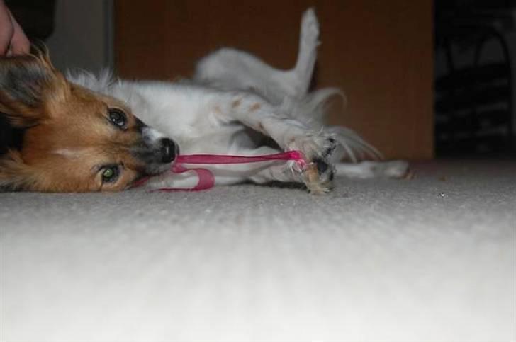 Blanding af racer ELLIOT billede 3