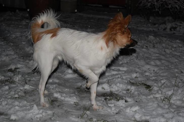 Blanding af racer ELLIOT - Elliot ude i sneen, som han elsker at lege ude i :) billede 4