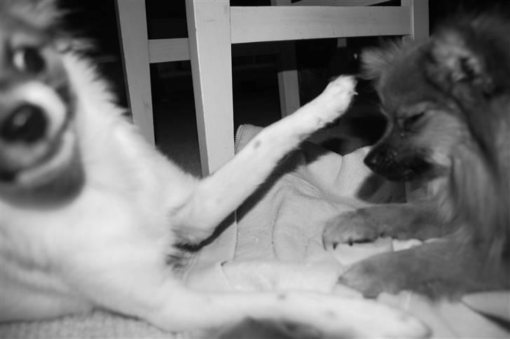 Blanding af racer ELLIOT - Et af de sjove billeder :) Elliot som ser ud til at slå min tantes pomeranie Malou :D haha billede 5