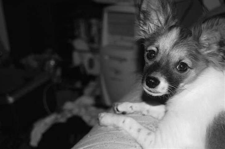 Blanding af racer ELLIOT billede 6