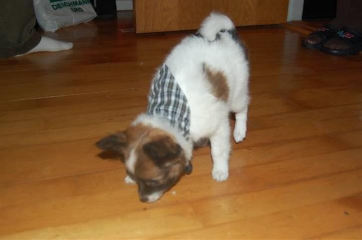 Blanding af racer ELLIOT - Fra dagen jeg fik ham :) billede 7