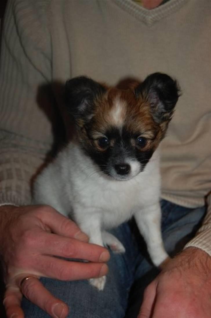 Blanding af racer ELLIOT - Fra dagen jeg fik ham :) CUUUUTTTEEE<3 billede 8