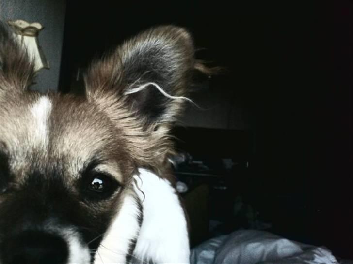 Blanding af racer ELLIOT billede 10