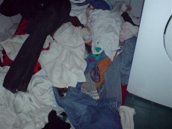 Blanding af racer ELLIOT - Nok det sjoveste billede :D Mor gik helt i panik over hun ikke kunne finde ham, men fandt ham til sidst her :D hahaha billede 11