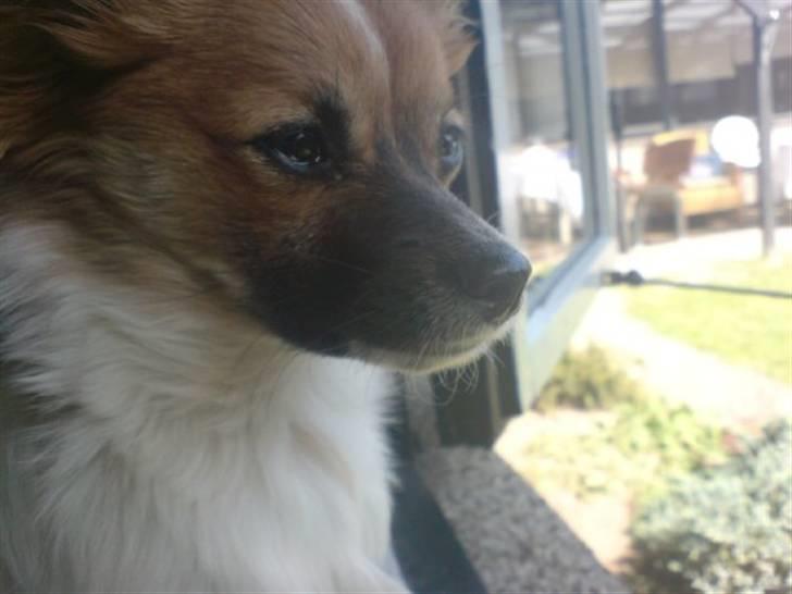 Blanding af racer ELLIOT billede 12