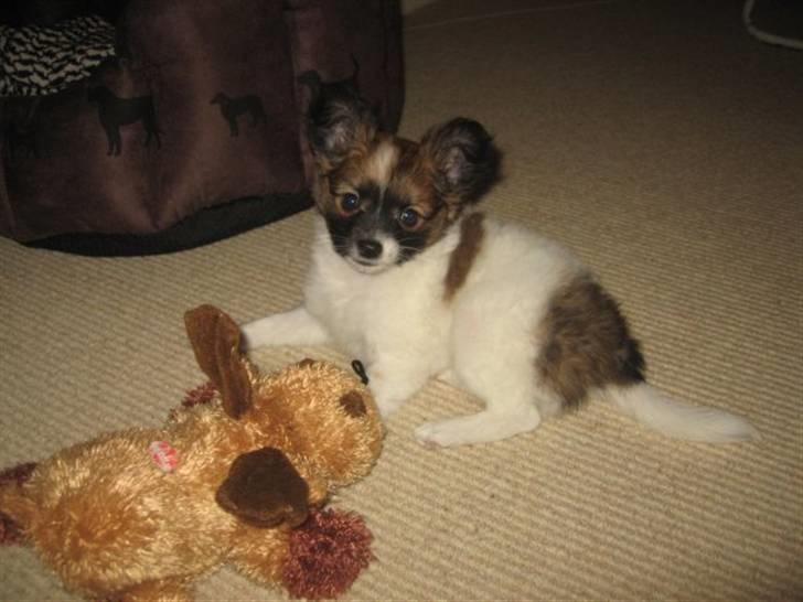 Blanding af racer ELLIOT - Så lille var han da jeg fik ham :) hehe billede 14