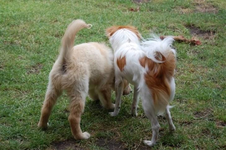 Blanding af racer ELLIOT - Min søsters golden retriever Luca da hun var lille og Elliot :) Da de var på samme størrelse :) hehe billede 15