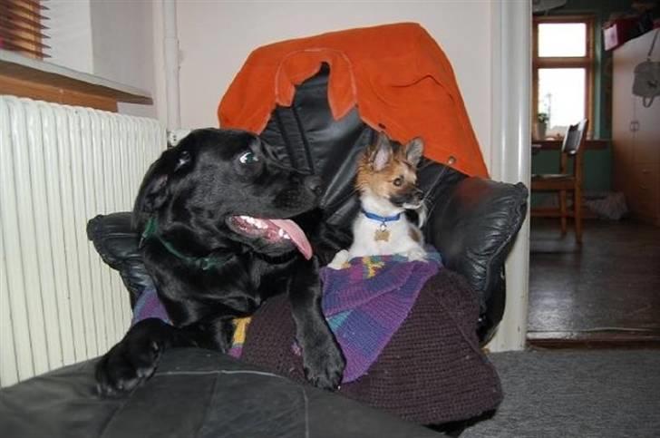 Blanding af racer ELLIOT - Annes Nico og min Elliot :)  billede 16