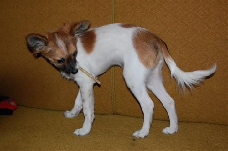 Blanding af racer ELLIOT - Da Elliot pludselig begyndte at vokse i vejret :) hehe  billede 17