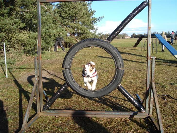 Jack russell terrier Mikki billede 8