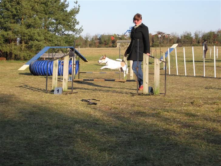 Jack russell terrier Mikki billede 9