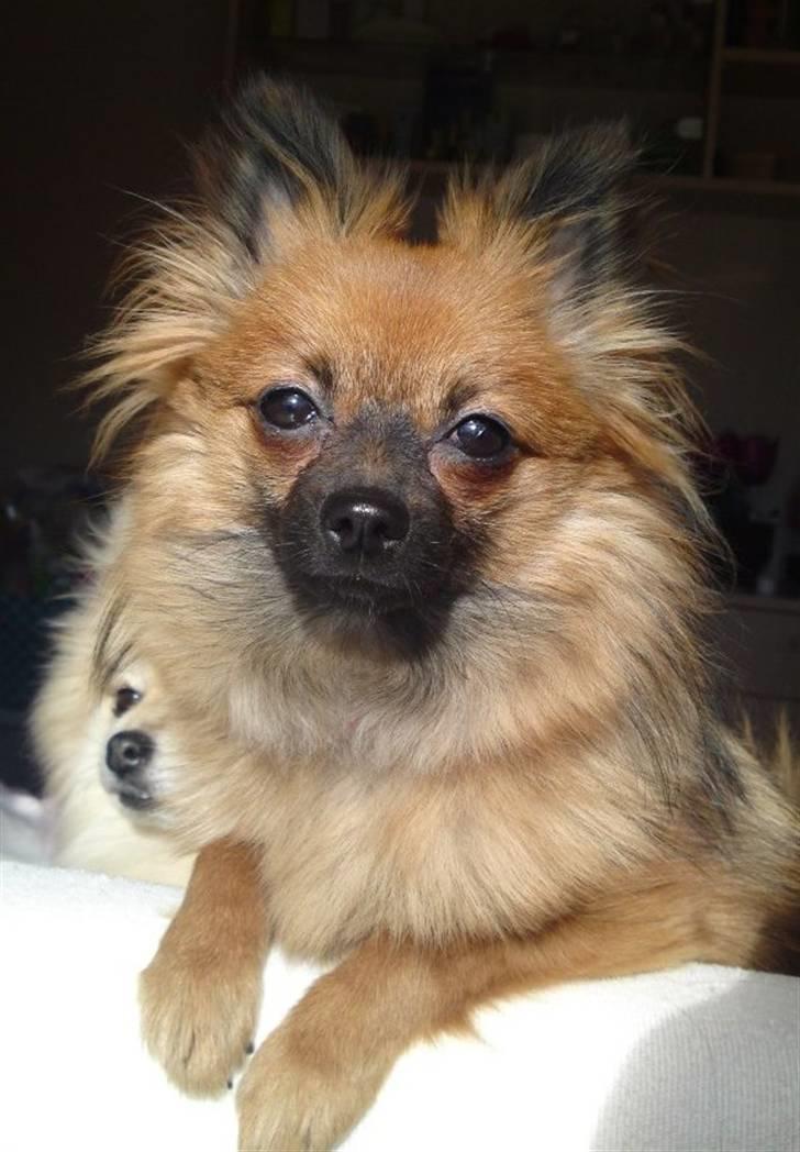 Pomeranian Soffie billede 1