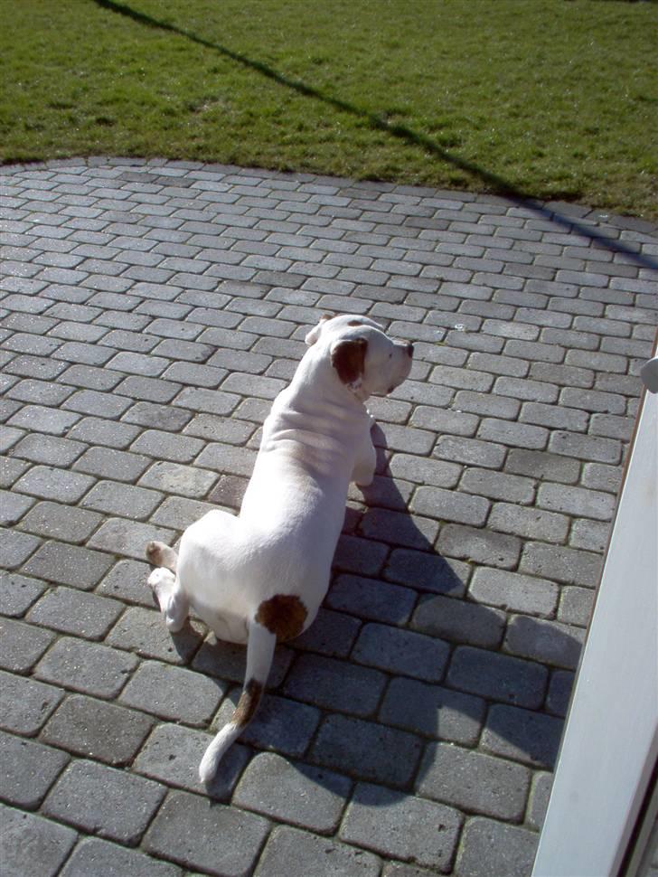 Amerikansk bulldog Batman Hector - Nyder årets første solstråler, bliver lækkert når sommeren rigtig viser sig  billede 15