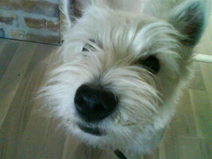 West highland white terrier Freya billede 6