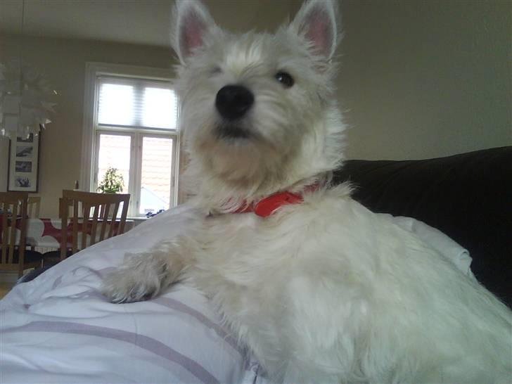 West highland white terrier Freya - Lidt arrogant måske? :-) billede 7