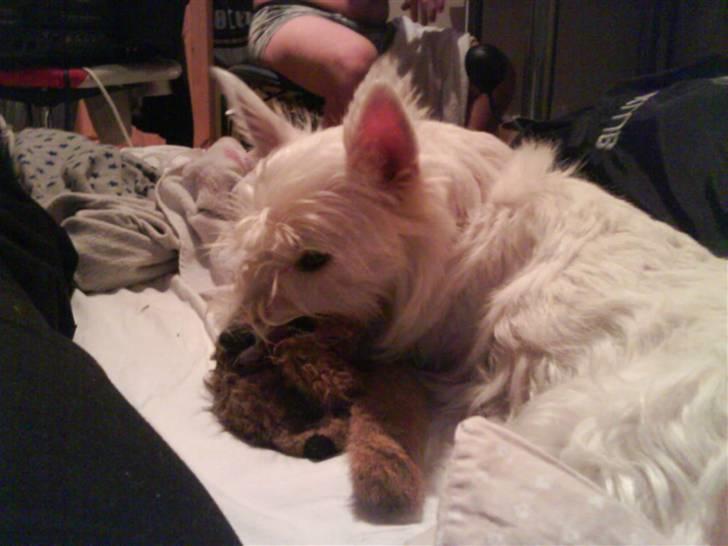 West highland white terrier Freya - Elsker at slosse med tøjdyret Niels.. billede 8