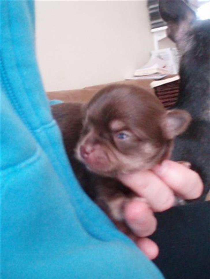 Chihuahua Ballerina billede 5