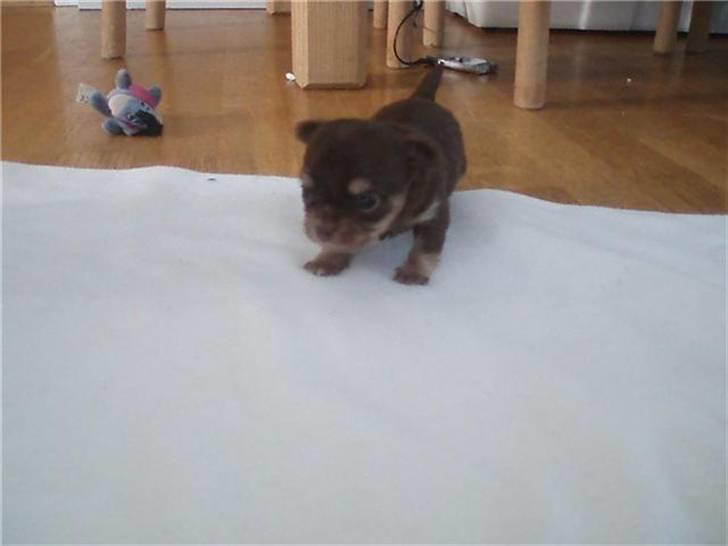 Chihuahua Ballerina billede 6