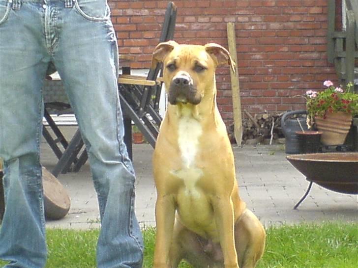 Amerikansk staffordshire terrier Buster - Sidder lige og ser flot ud ved siden af Farmand billede 1