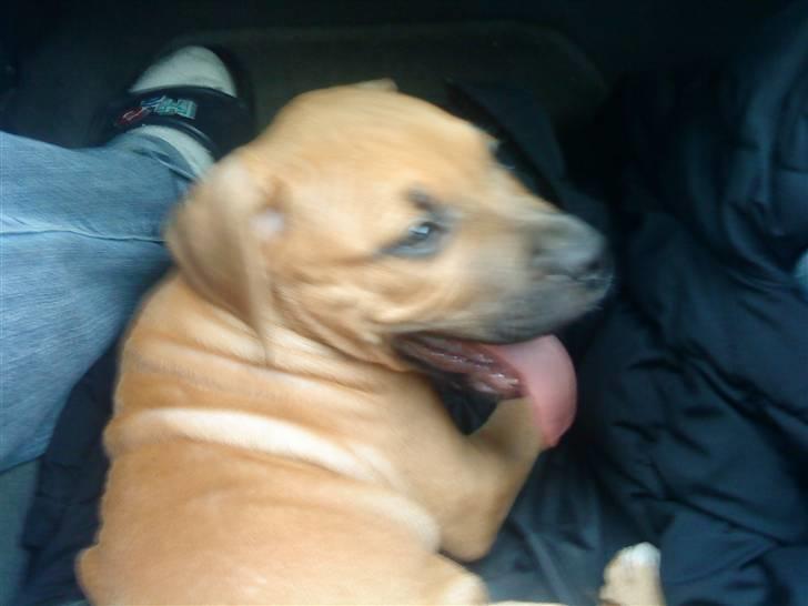 Amerikansk staffordshire terrier Buster - Det 1. Billede på vej hjem  billede 2