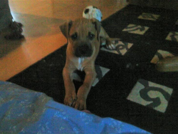 Amerikansk staffordshire terrier Buster - Første Dag Hjemme ......  billede 3