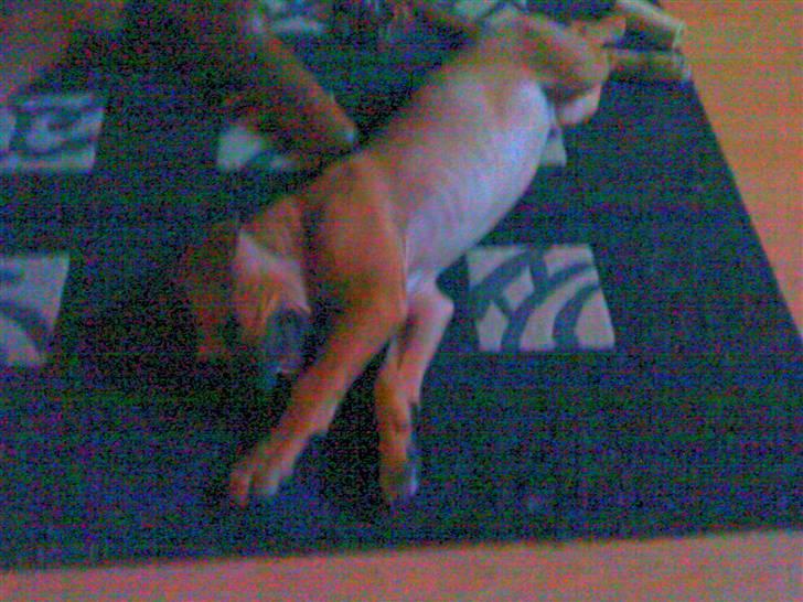 Amerikansk staffordshire terrier Buster billede 4