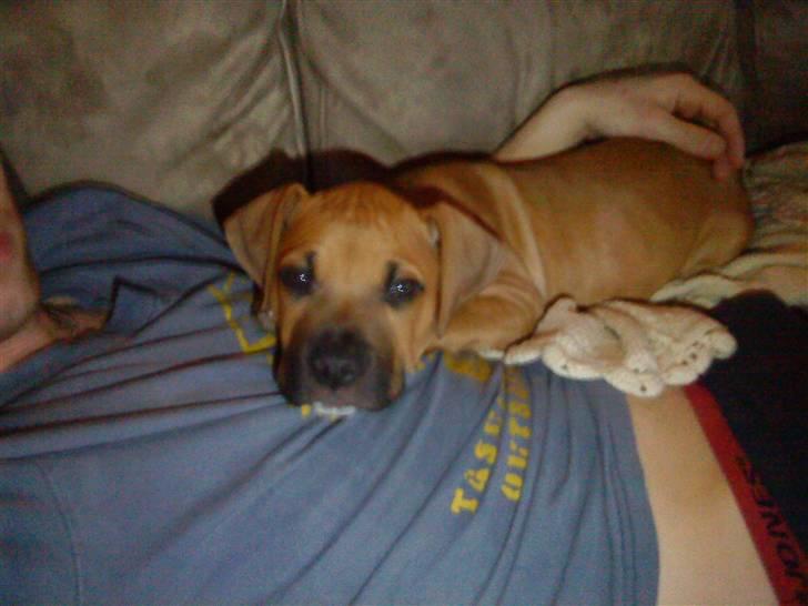 Amerikansk staffordshire terrier Buster billede 5