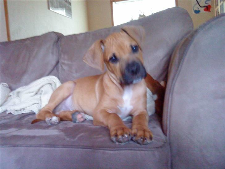 Amerikansk staffordshire terrier Buster - Snakker Du Til Mig?? billede 6