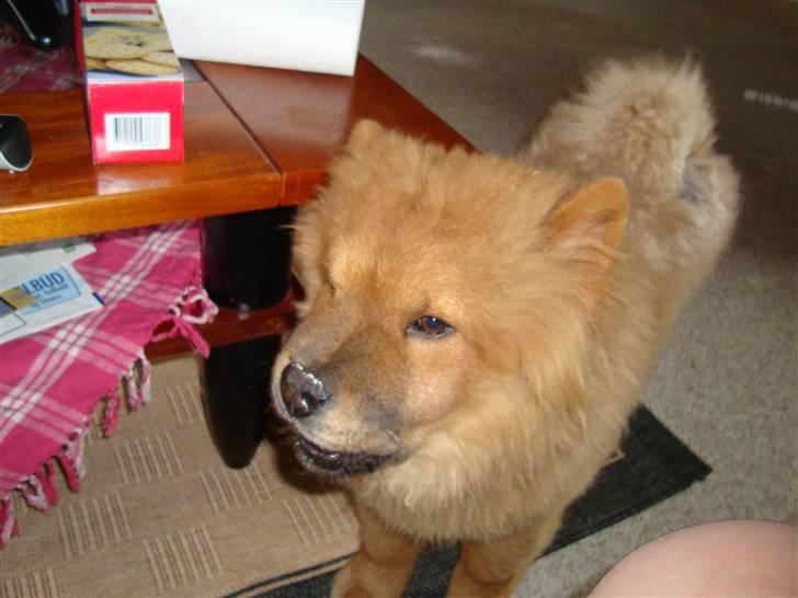 Chow chow Ballou - RIP <3 - Første dag hjemme ved min nye far og mor billede 1