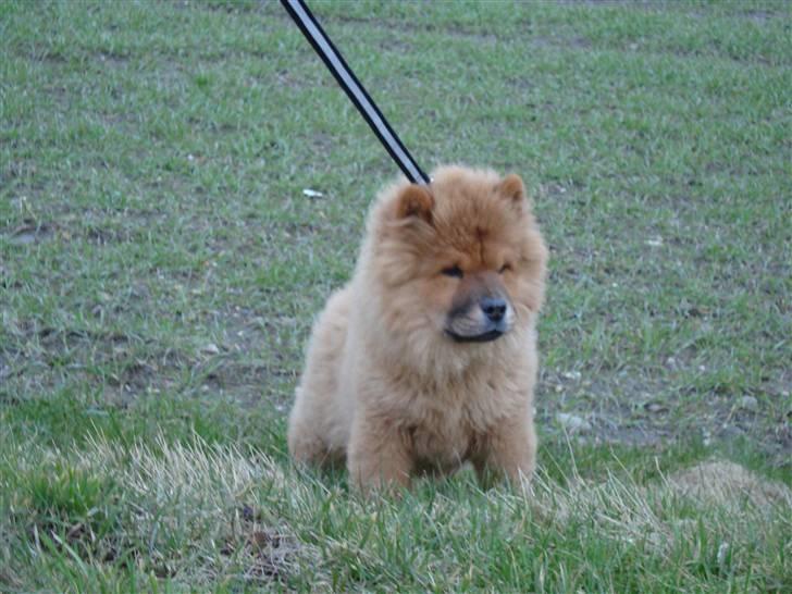 Chow chow Ballou - RIP <3 - Også på hjemturen billede 3