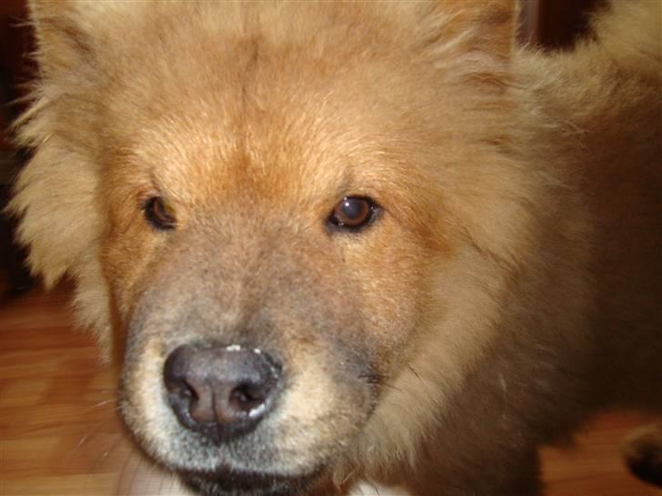 Chow chow Ballou - RIP <3 - Man er vel en lille løve.. billede 4