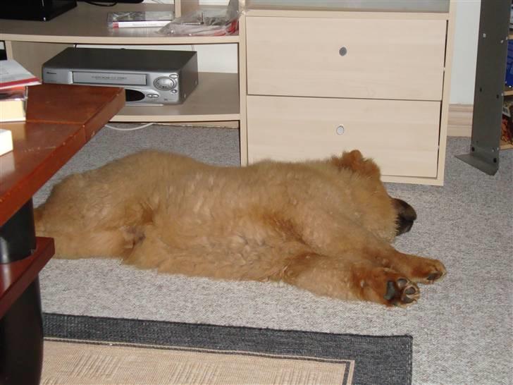 Chow chow Ballou - RIP <3 - Så træt kan man blive-.. billede 5