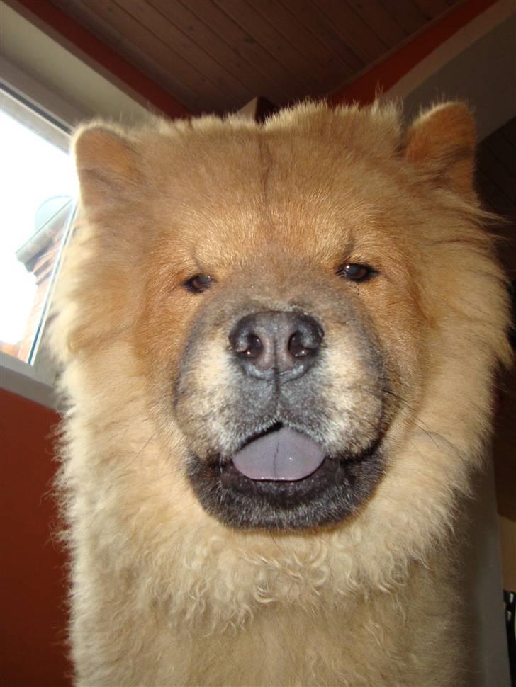 Chow chow Ballou - RIP <3 - Grr billede 6
